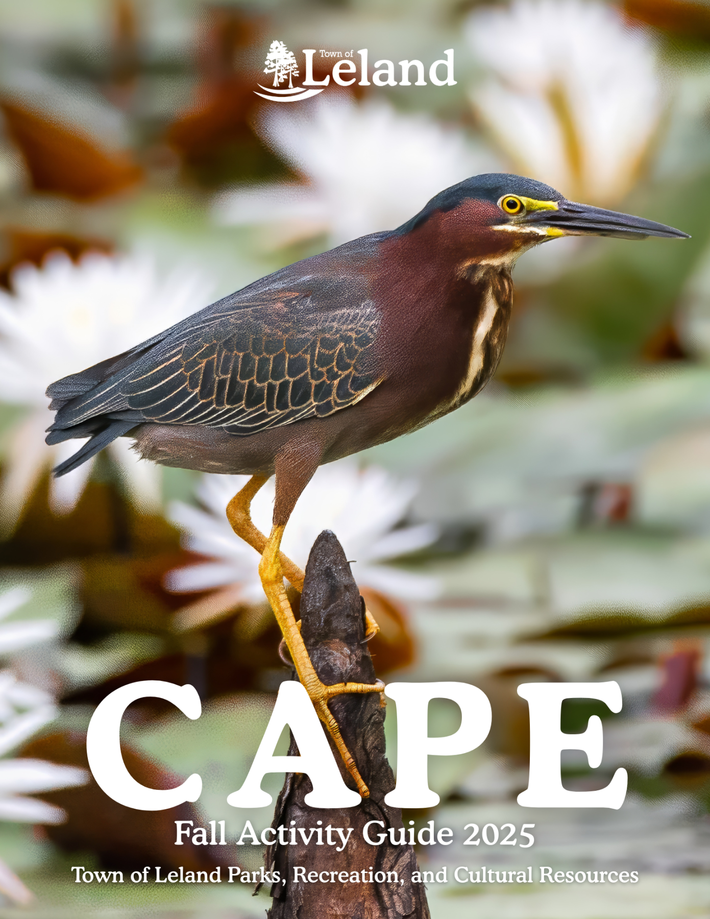 Fall 2025 CAPE Activity Guide Cover